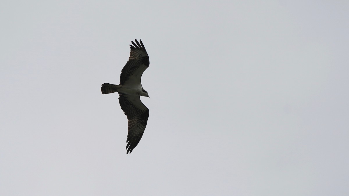 Águila Pescadora - ML439150951