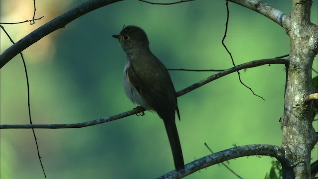 Cuban Solitaire - ML439151