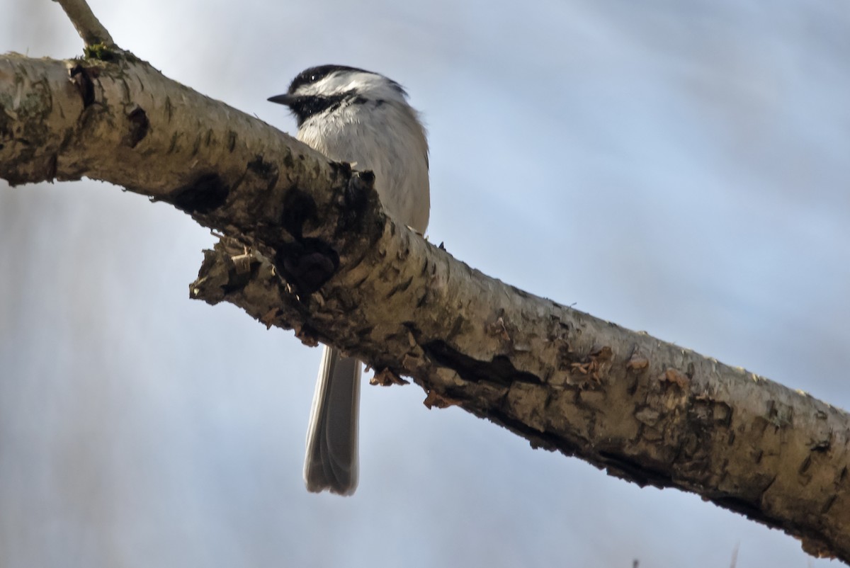 Black-capped Chickadee - ML439151061