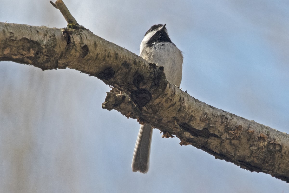 Black-capped Chickadee - ML439151091