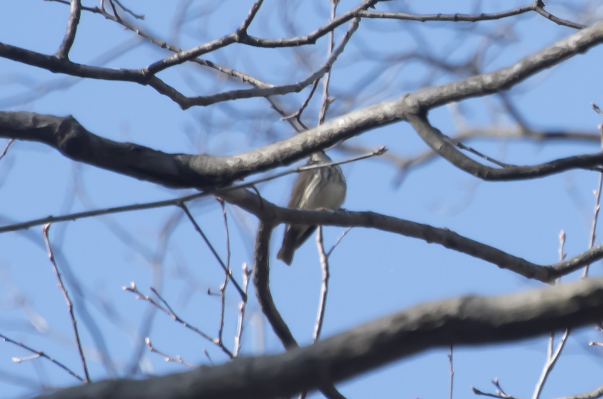 Louisiana Waterthrush - ML439151421