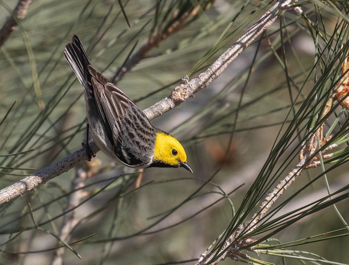 Hermit Warbler - ML439152311