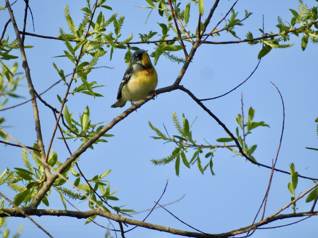 Northern Parula - ML439155771