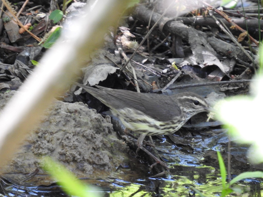 Northern Waterthrush - ML439156431