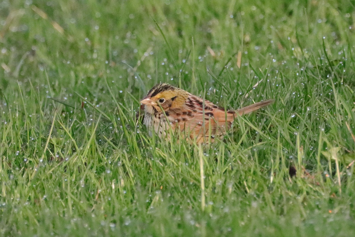 Henslow's Sparrow - ML439156541