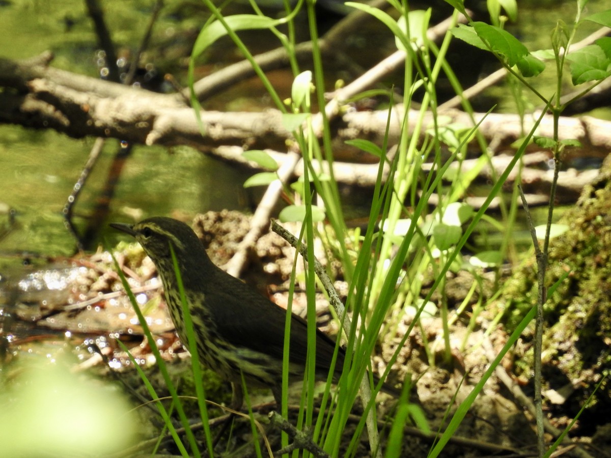 Northern Waterthrush - ML439156611