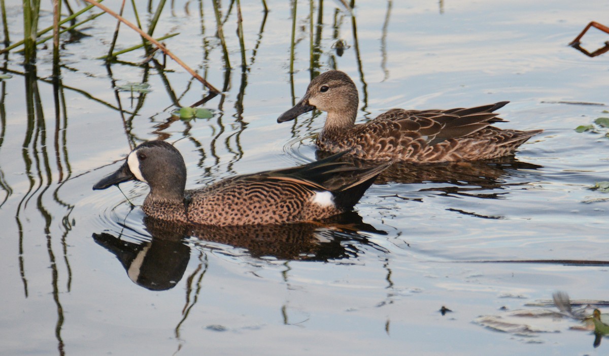 Blue-winged Teal - ML43915741