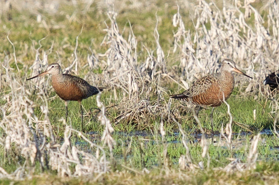 Hudsonian Godwit - ML439159091