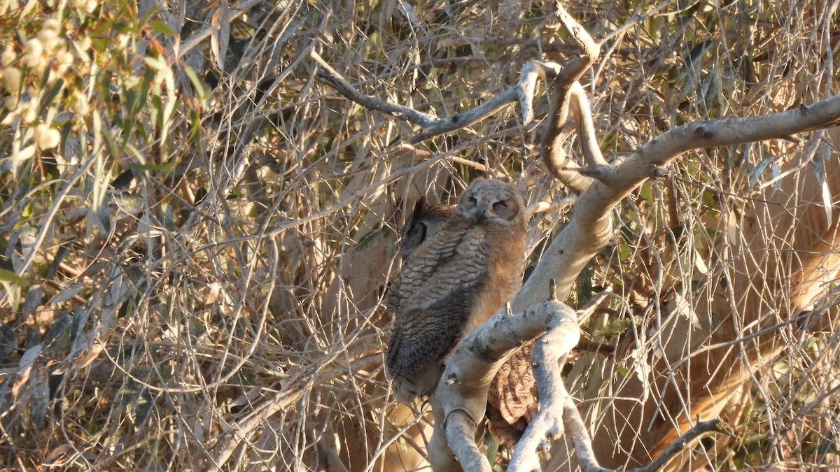 Great Horned Owl - ML439159231