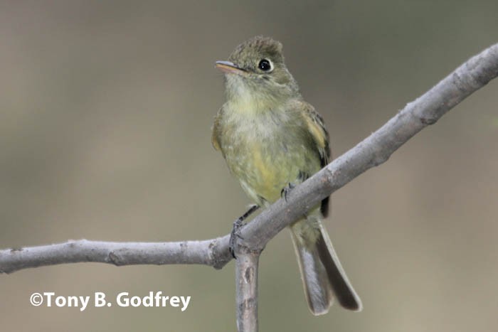 Western Flycatcher (Cordilleran) - ML43915941