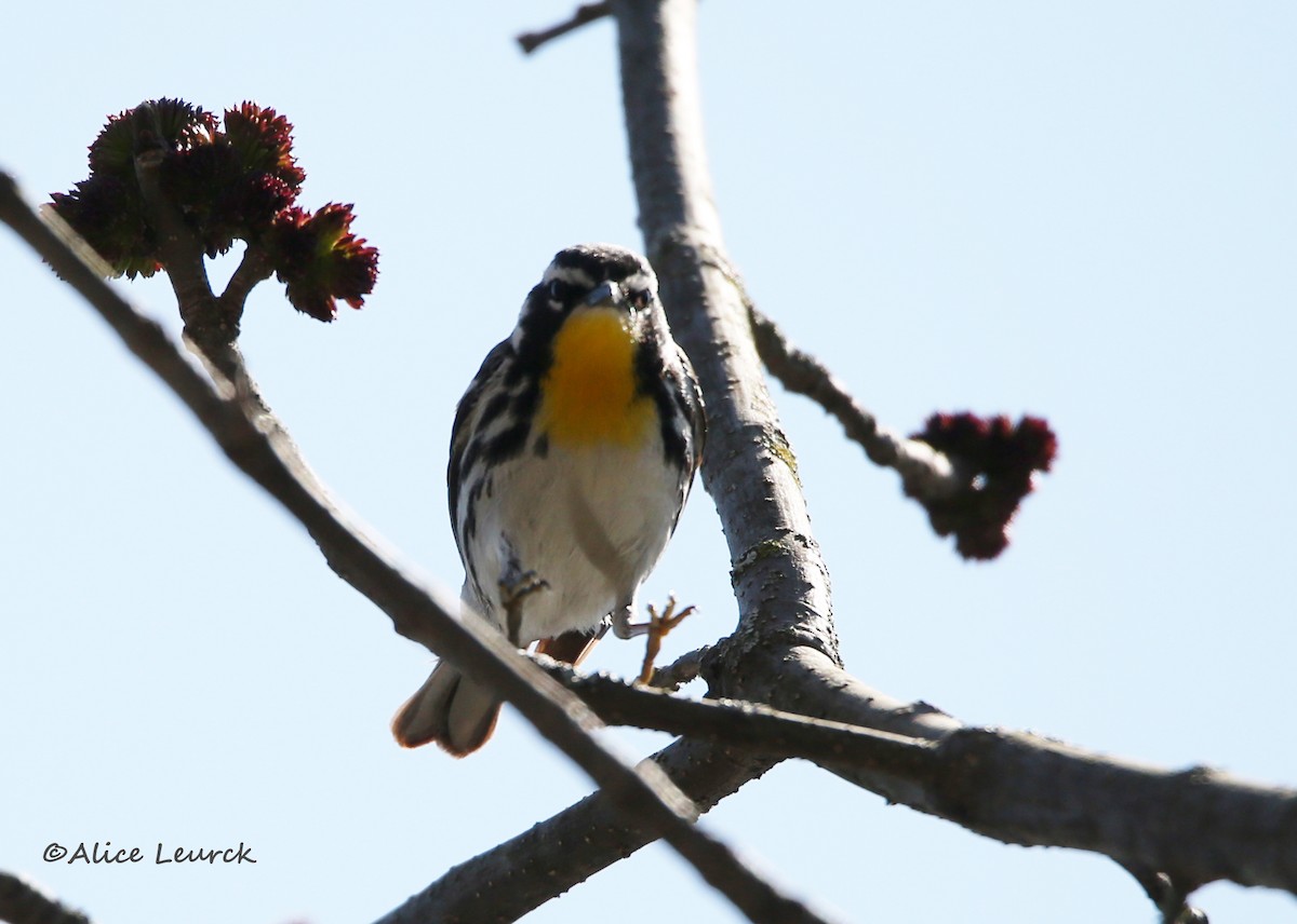 Yellow-throated Warbler - ML439160581