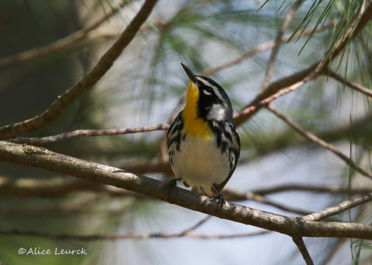 Yellow-throated Warbler - ML439160791