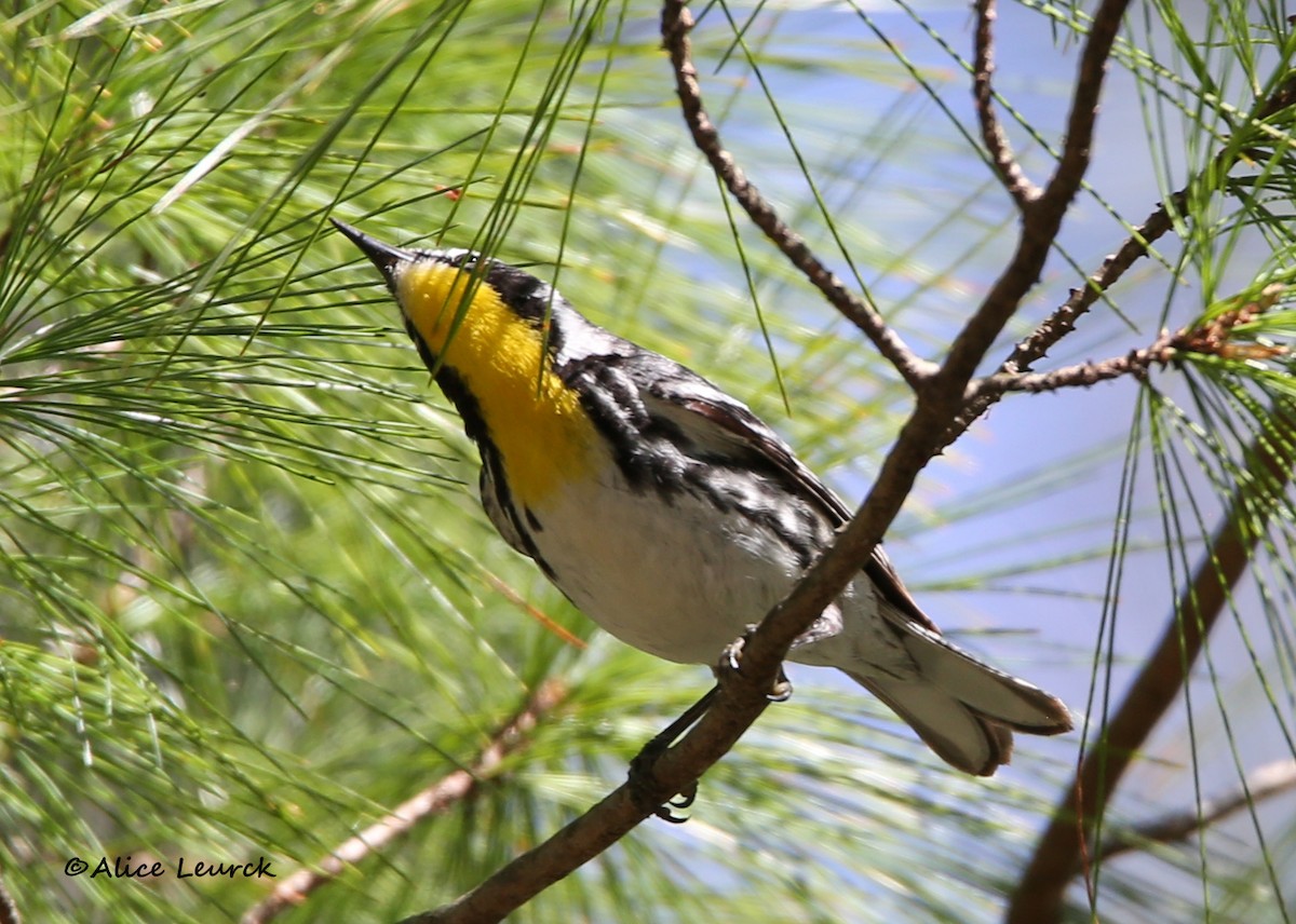 Yellow-throated Warbler - ML439160871