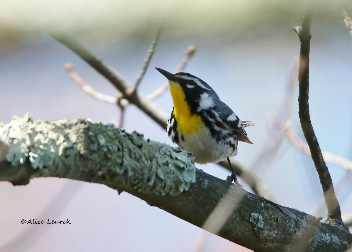 Yellow-throated Warbler - ML439160971