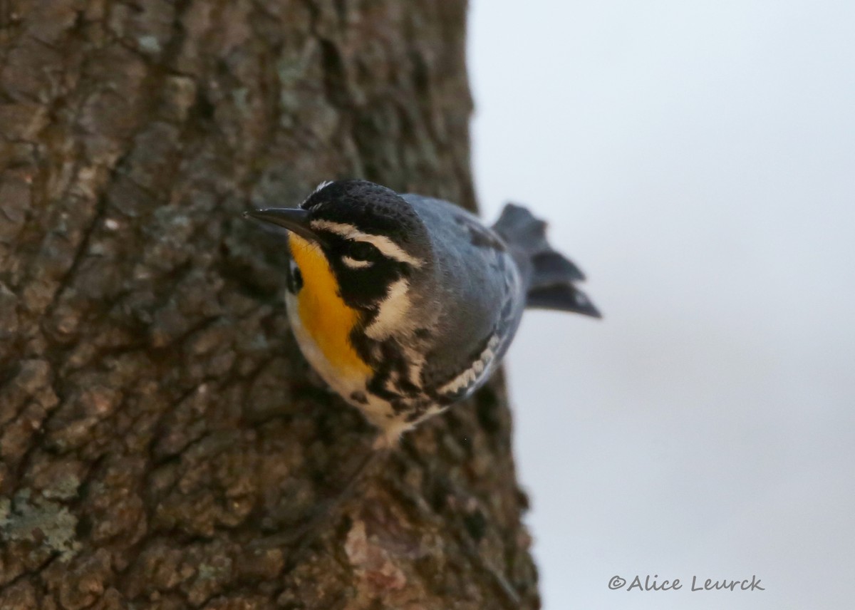 Yellow-throated Warbler - ML439161031