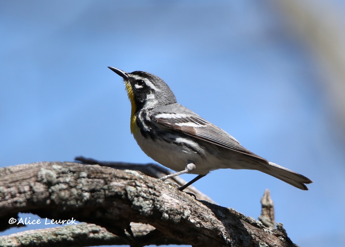 Yellow-throated Warbler - ML439161041