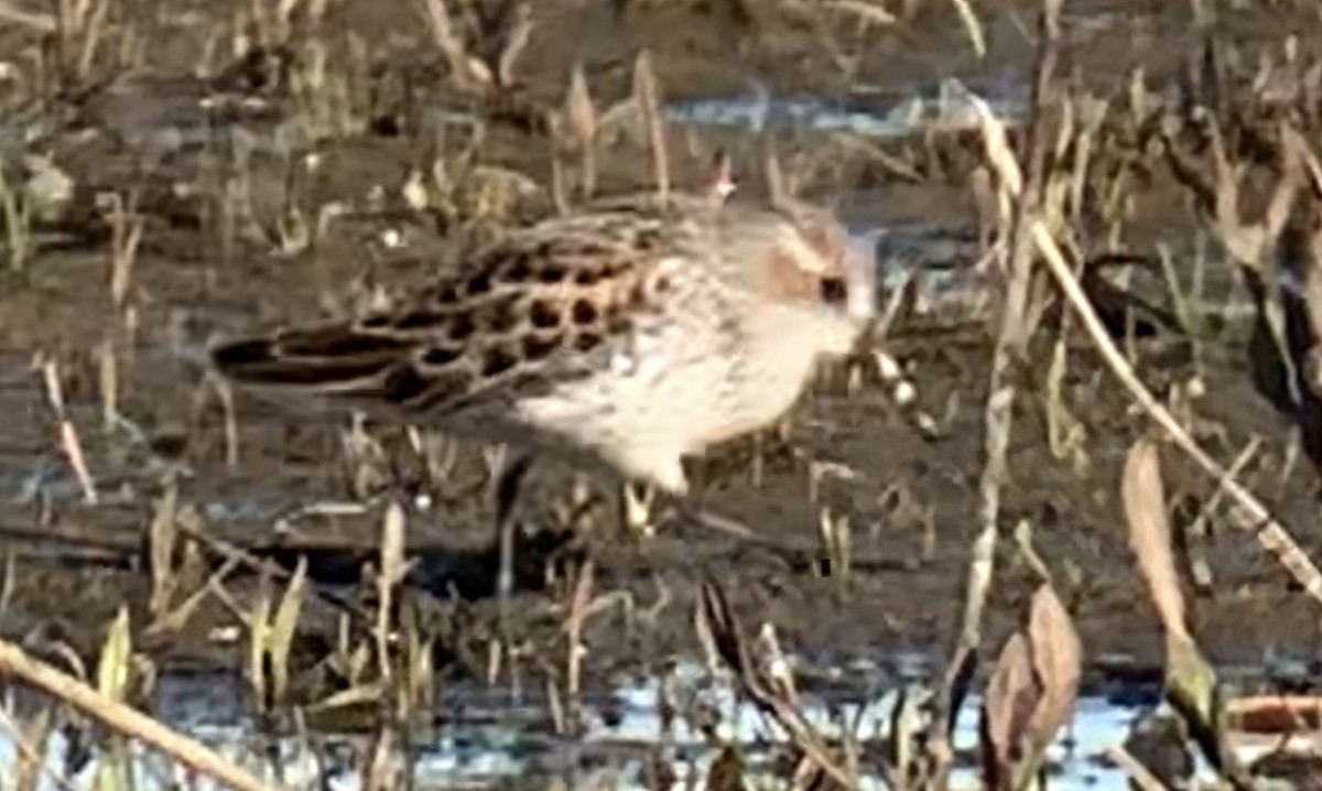 Western Sandpiper - ML439161151