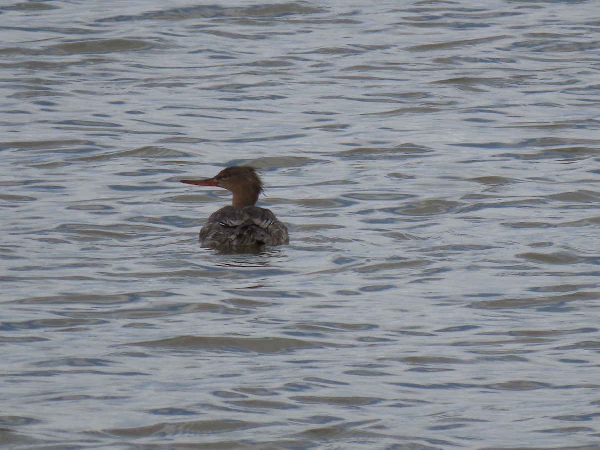 Red-breasted Merganser - ML439161331