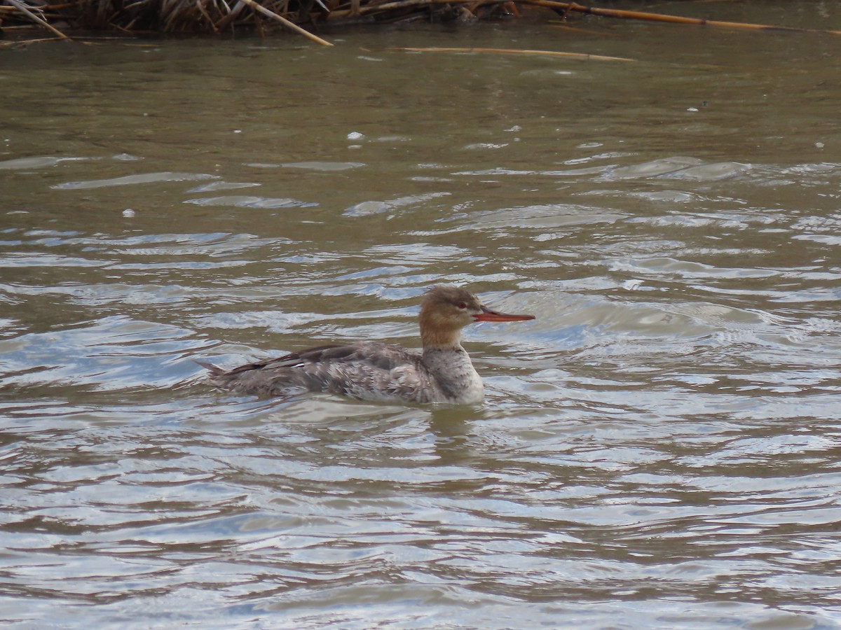 Red-breasted Merganser - ML439161341