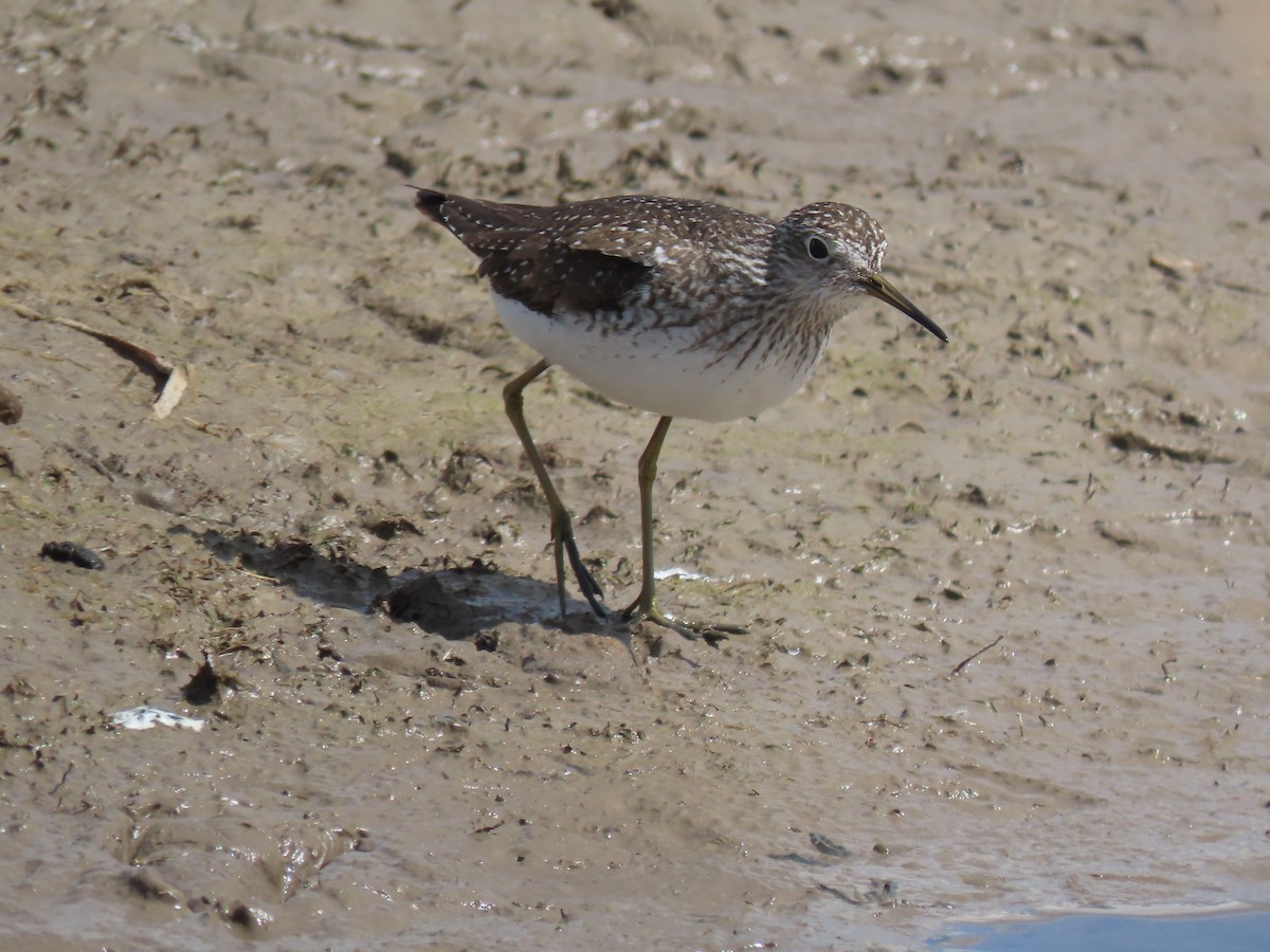 Solitary Sandpiper - ML439161711