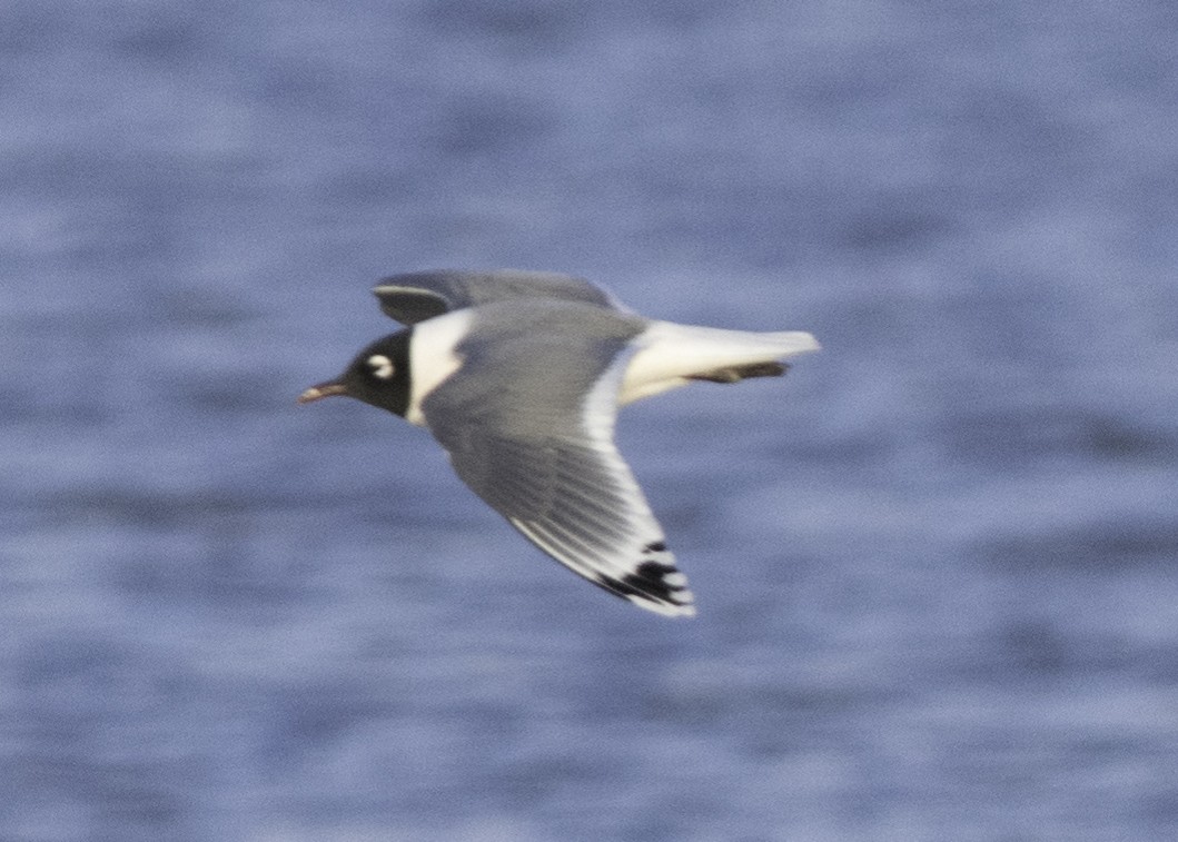 Franklin's Gull - ML439162191