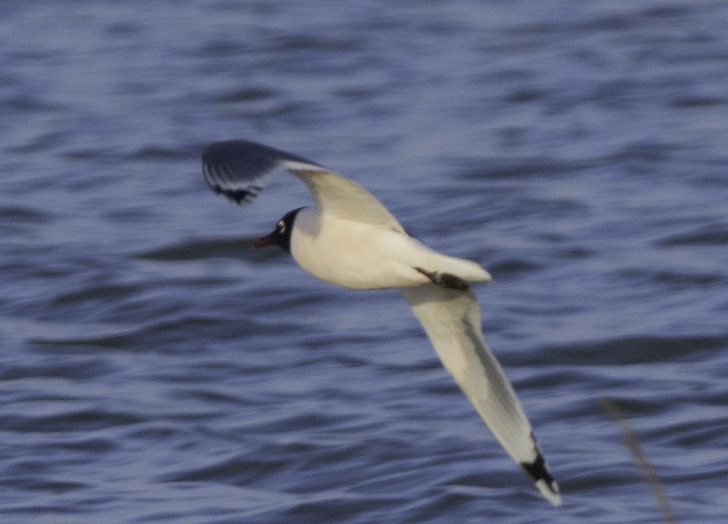 Franklin's Gull - James Cronin