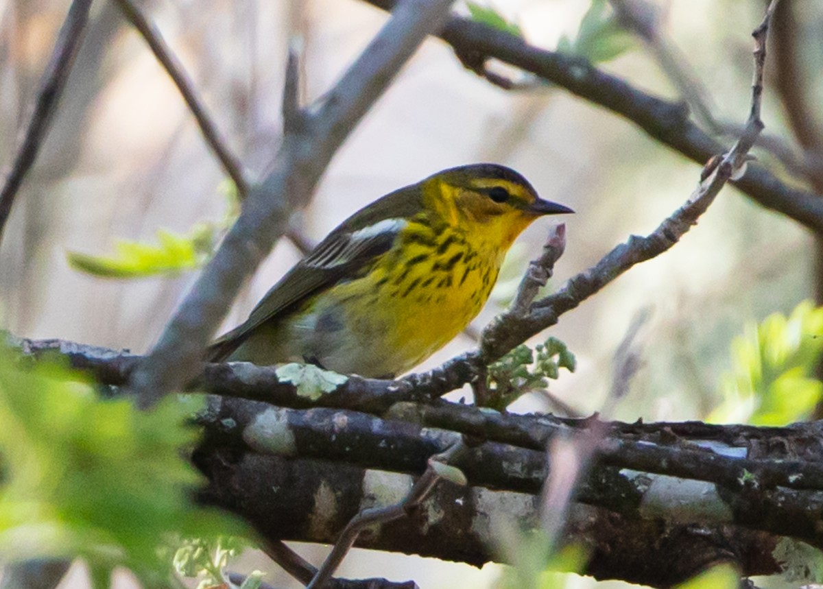 Cape May Warbler - ML439162391