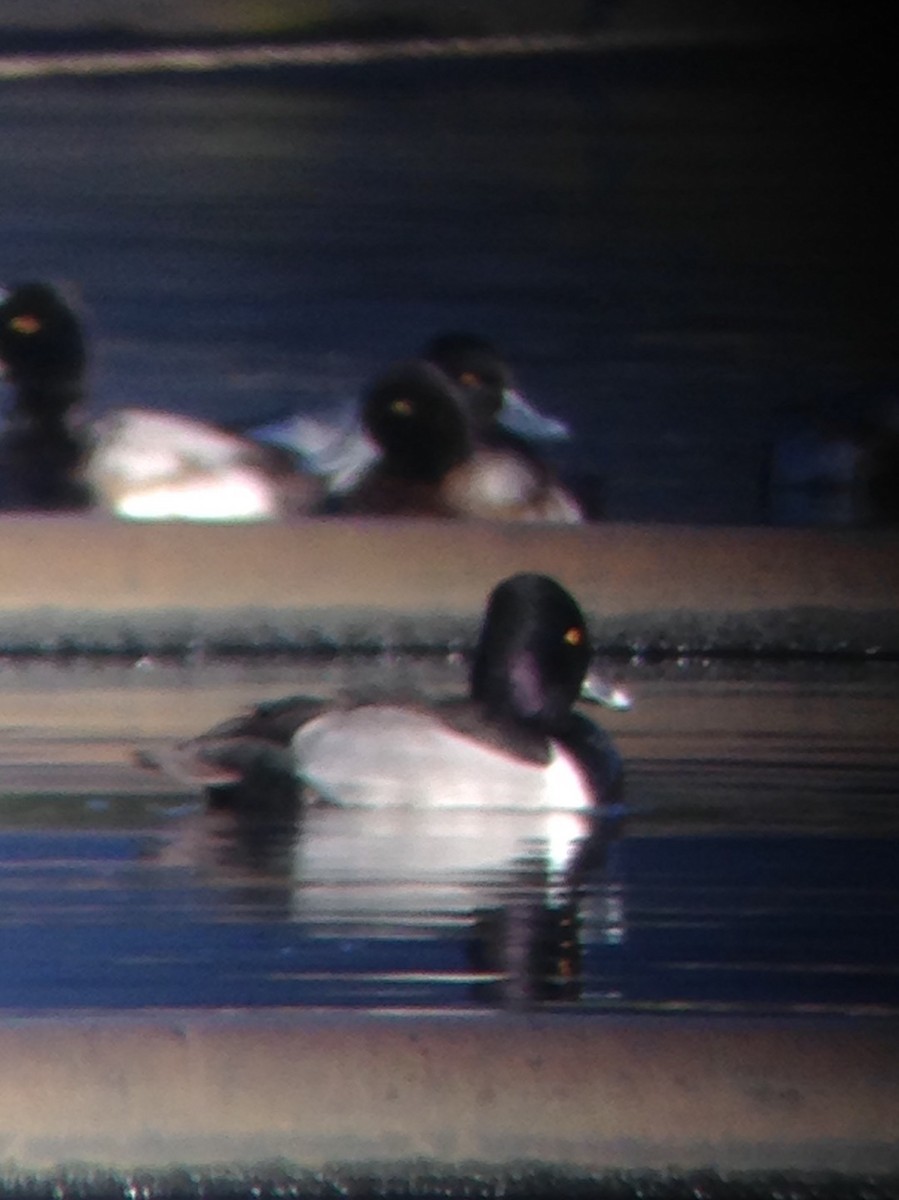 Ring-necked Duck - Carey Bergman