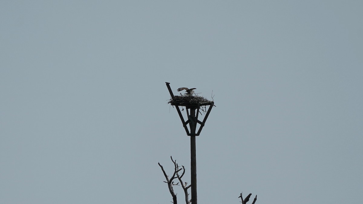 Águila Pescadora - ML439164491