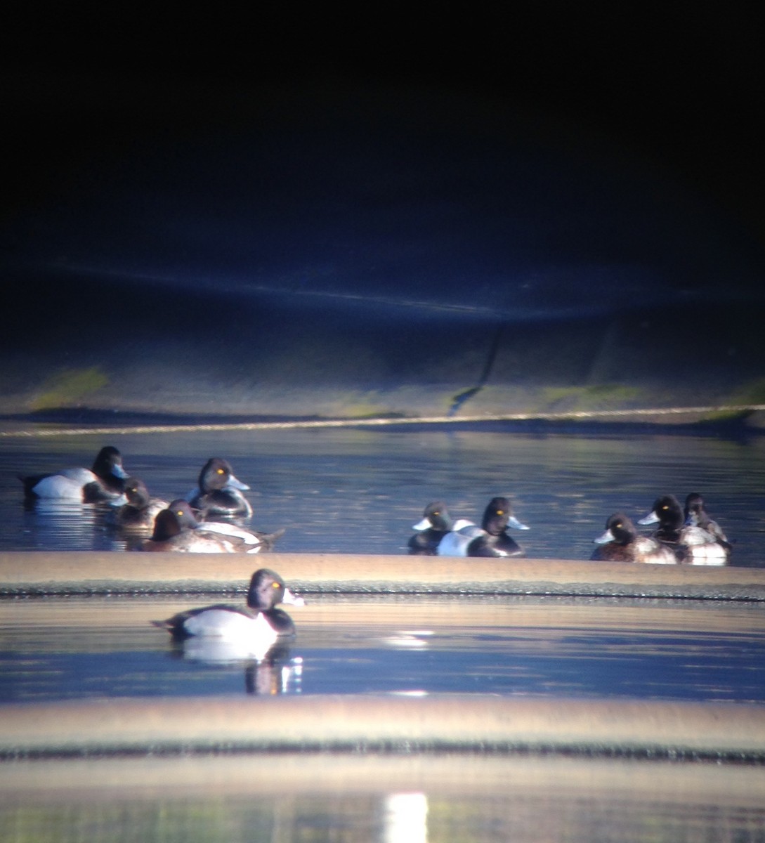 Ring-necked Duck - ML43916451