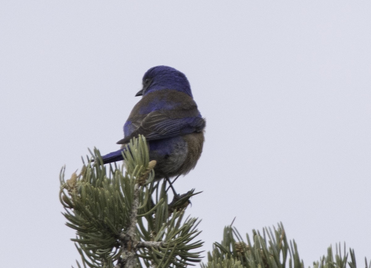 Western Bluebird - ML439165141