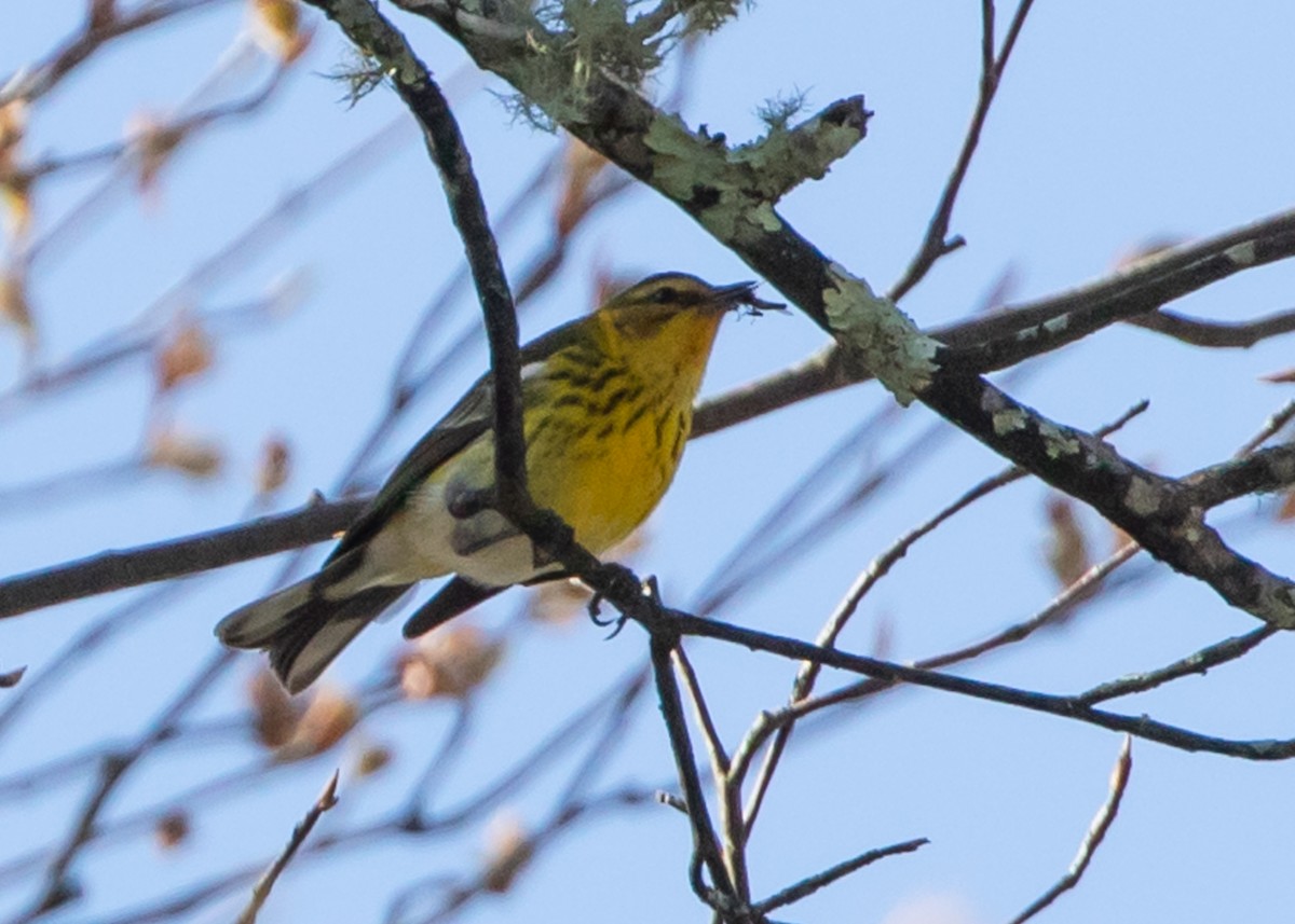 Cape May Warbler - ML439165491