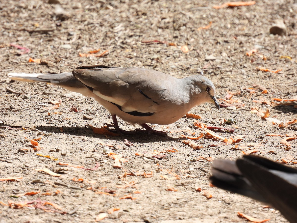 Picui Ground Dove - Jorge Alcalá