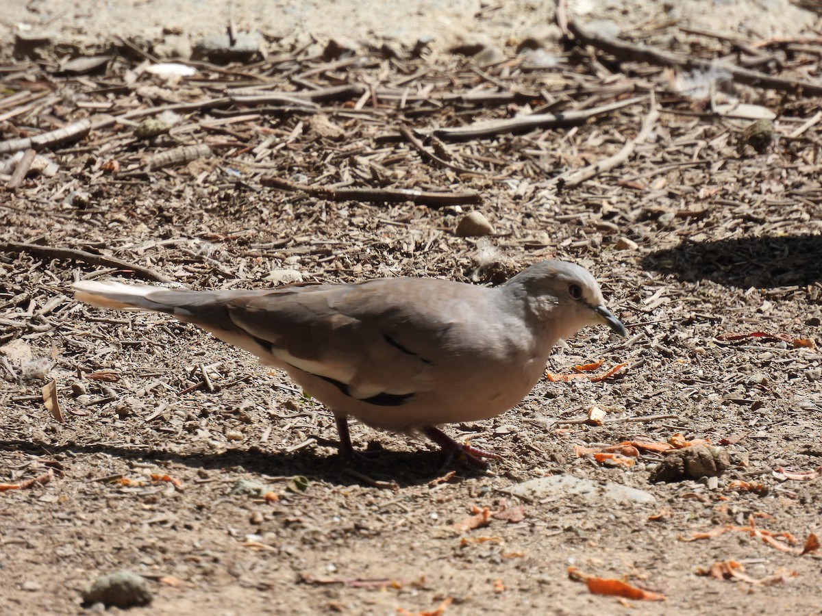 Picui Ground Dove - Jorge Alcalá