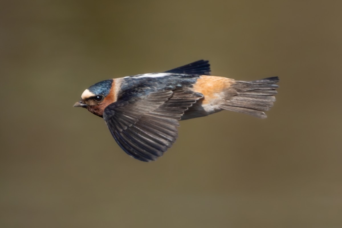 Cliff Swallow - Sophie Cameron