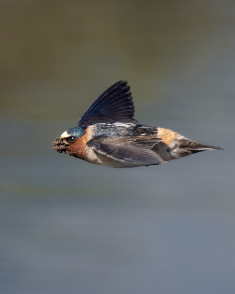 Cliff Swallow - Sophie Cameron