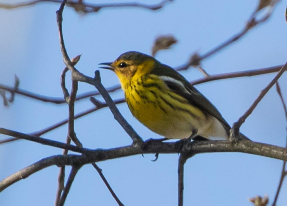 Cape May Warbler - ML439168621
