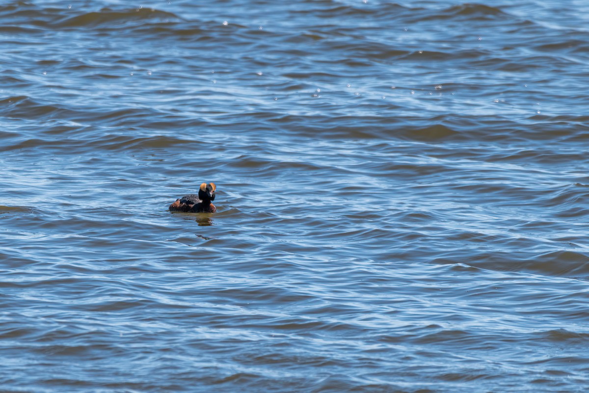 Horned Grebe - ML439168991