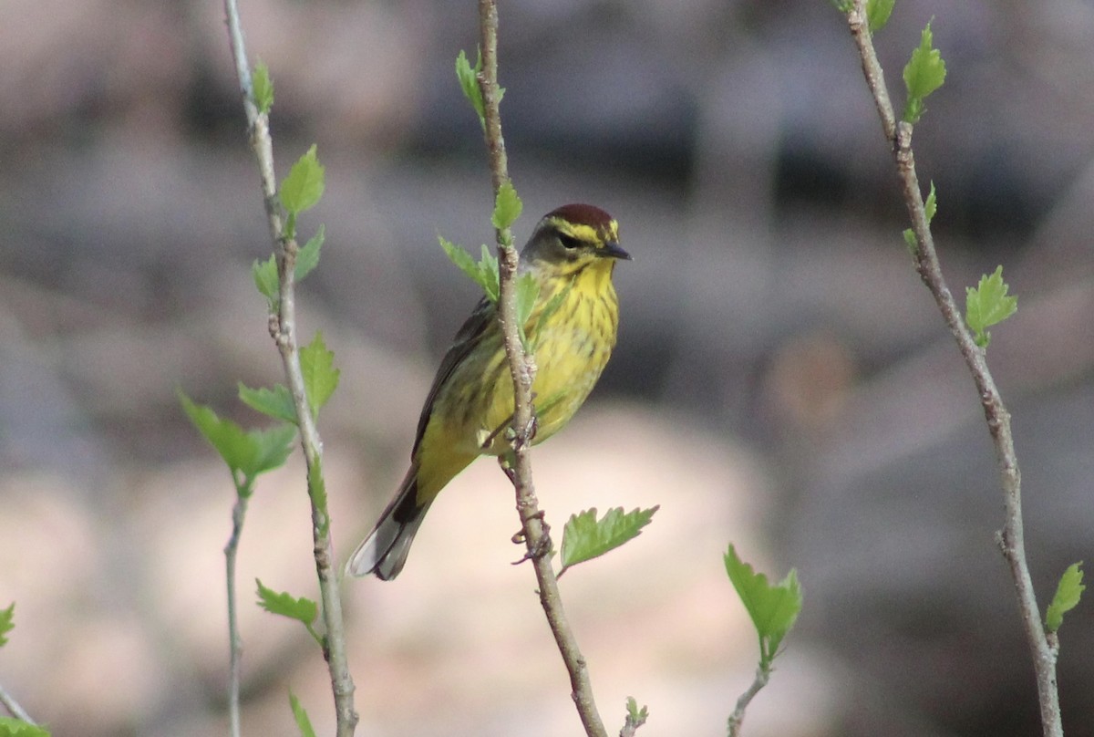 Palm Warbler - ML439169461