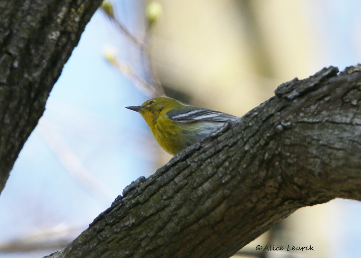 Pine Warbler - Anonymous