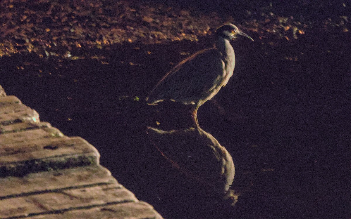 Yellow-crowned Night Heron - ML439173361