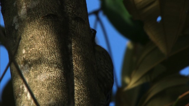 Yellow-bellied Sapsucker - ML439174