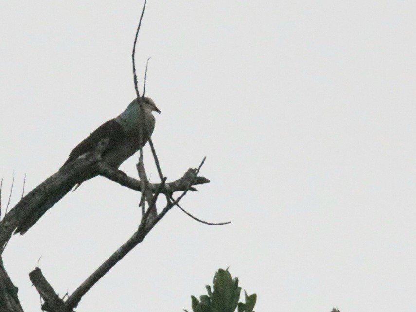 Barred Cuckoo-Dove - ML439174891