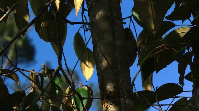 Yellow-bellied Sapsucker - ML439175