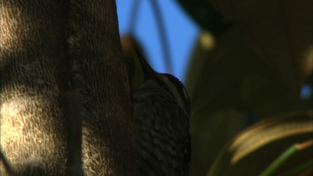 Yellow-bellied Sapsucker - ML439176