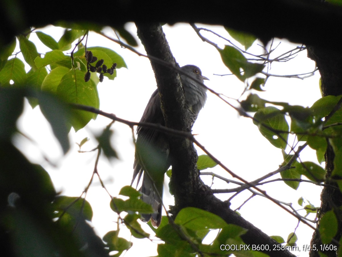 Himalayan Cuckoo - ML439176001