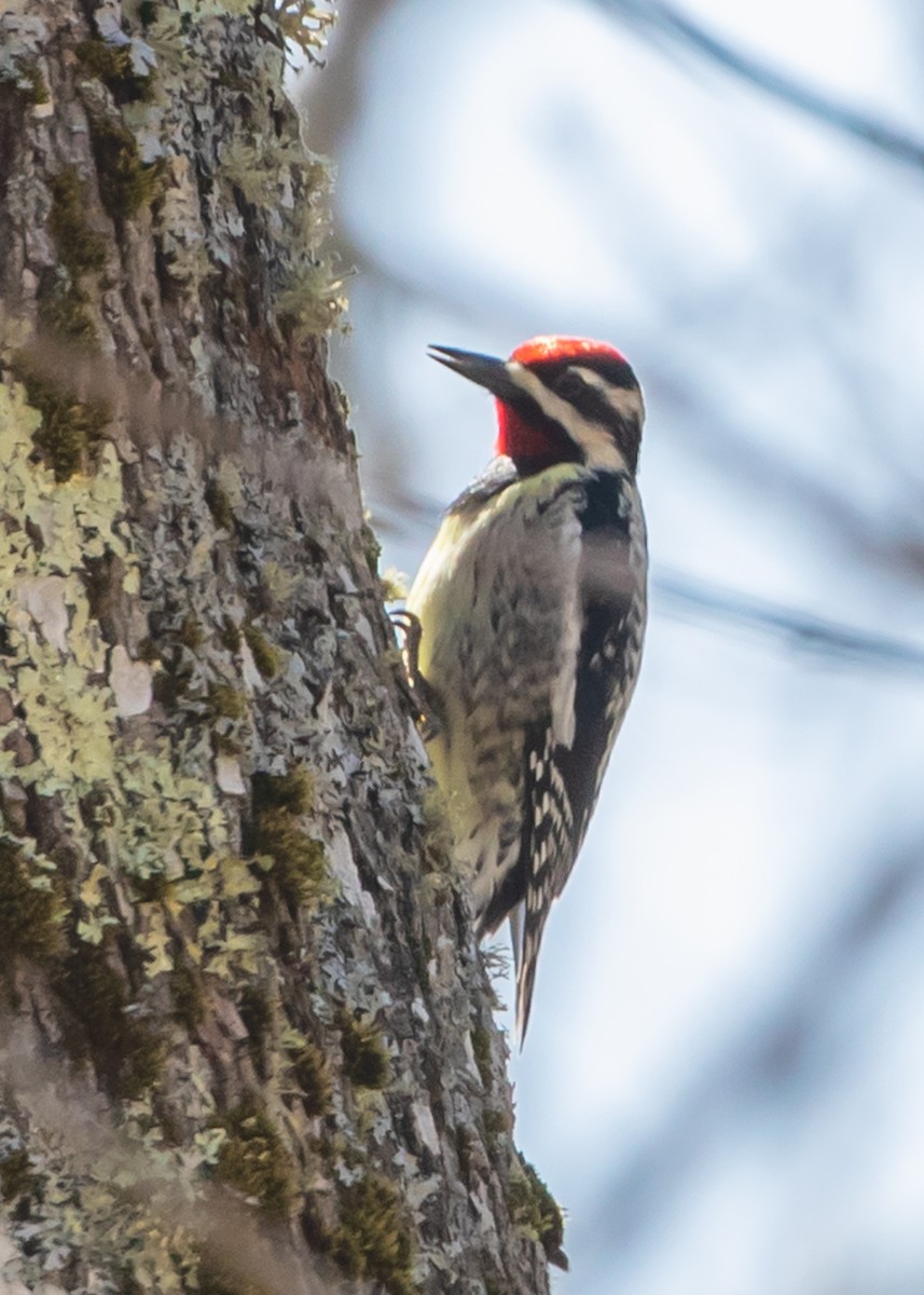 Yellow-bellied Sapsucker - Judi Sawyer