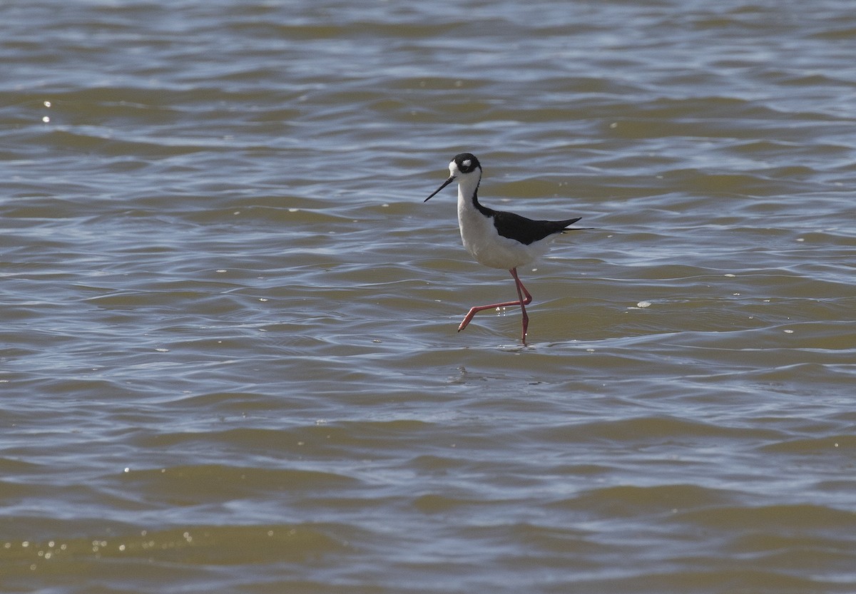Black-necked Stilt - ML439177561