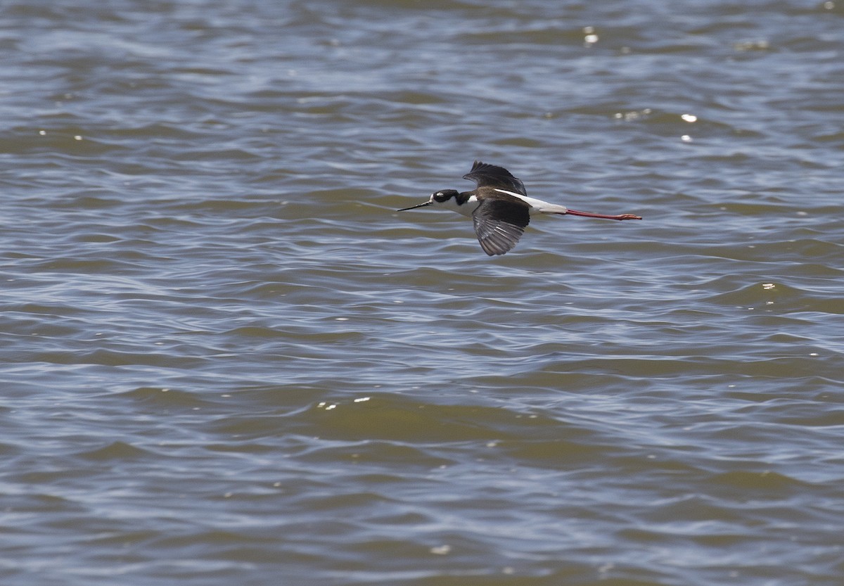 Black-necked Stilt - ML439177571