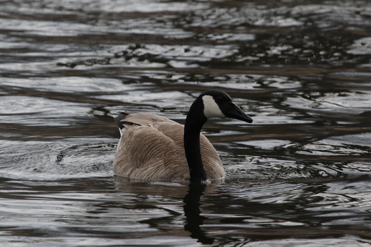 Bernache du Canada - ML439178281